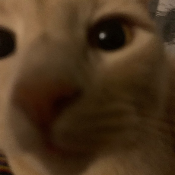 Meet your posher Aurora - Picture 10 of 12